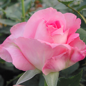 Rosa  Aurelia - różowo - żółty  - róża wielkokwiatowa - Hybrid Tea